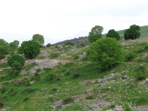Gallery Image 0